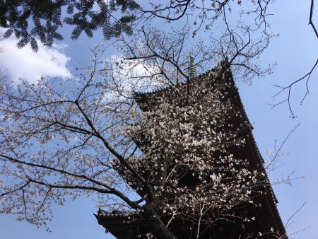 101 Former Kanneiji temple five-storied pagoda in Ueno zoo